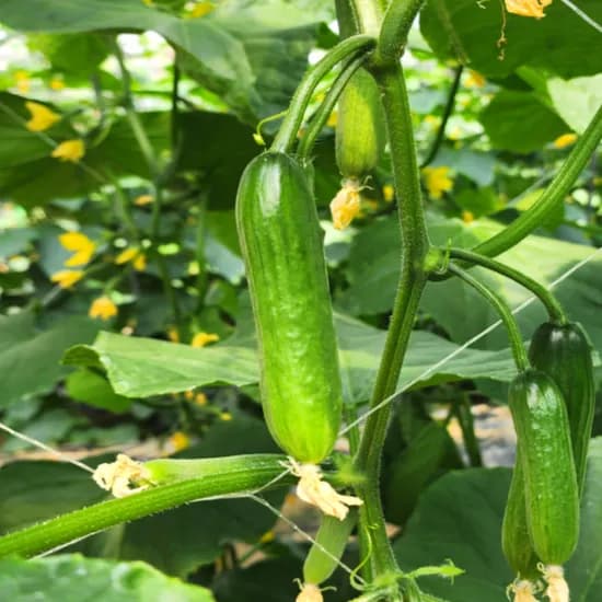 국내산 미니오이 500g 6,250원