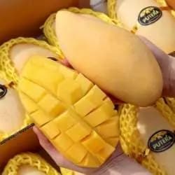 태국 골드망고 남독마이 4kg 8-12과 29,830원 무배