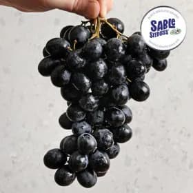 20브릭스 블랙 세이블 포도 1kg 10,460원 무배