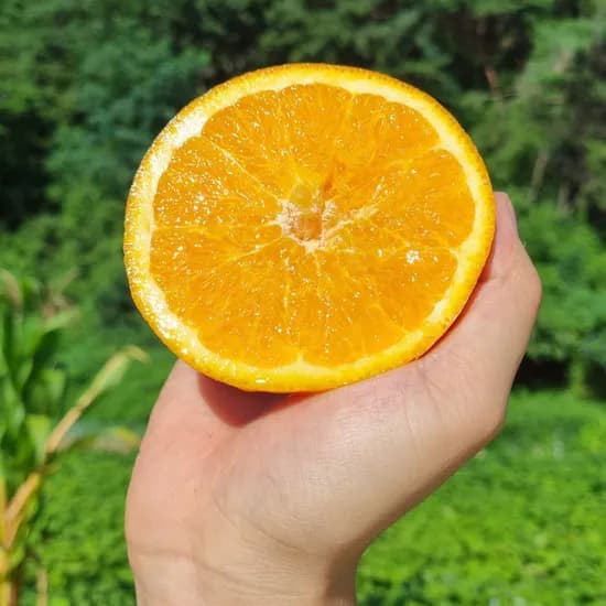 블랙라벨 오렌지 72과 10과 과당 220-240g /썬키스트 10,810원