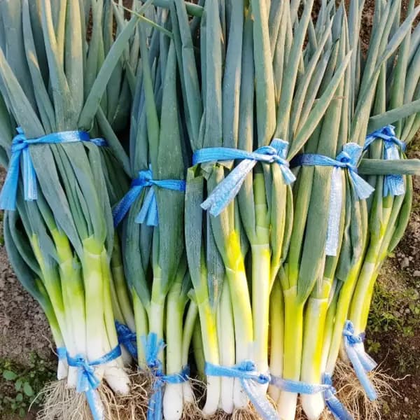 국내산 최상급 특 알큰하고 달달한 햇 깐 대파 1.6kg 2단 5,390원