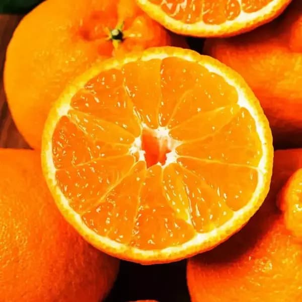 제주 서귀포 한라봉 4kg