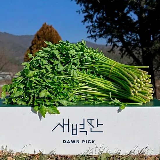 청도 한재 미나리 1kg 7940원 네멤무배 초핫딜~