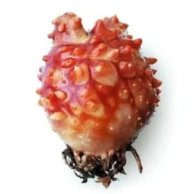 통영상 활 멍게 2kg 15-19미 11,940원