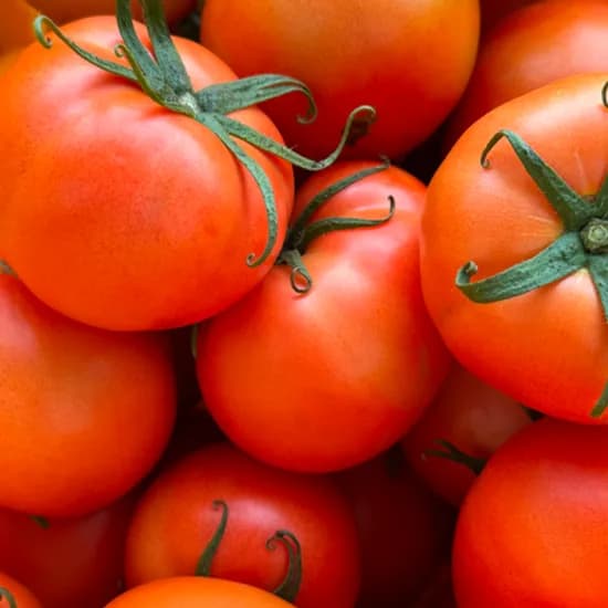 GAP인증 유럽종 완숙 토마토 5kg 실속 혼합 14440원