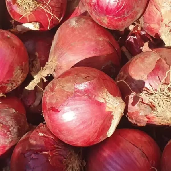 자색양파 5kg 6550 무배