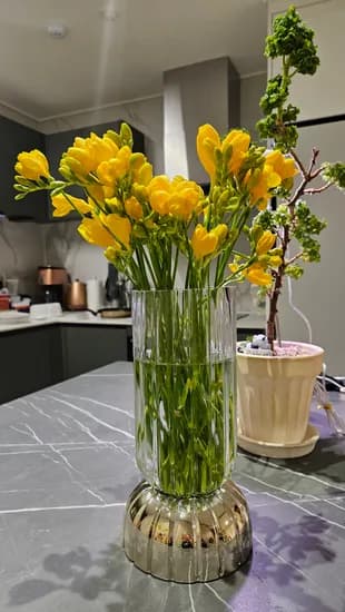 소개딜 사직생화 프리지아 50대 16900원