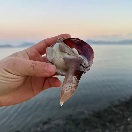 국내산 제철 새조개 완전손질 순살 200g 18,160원 무배