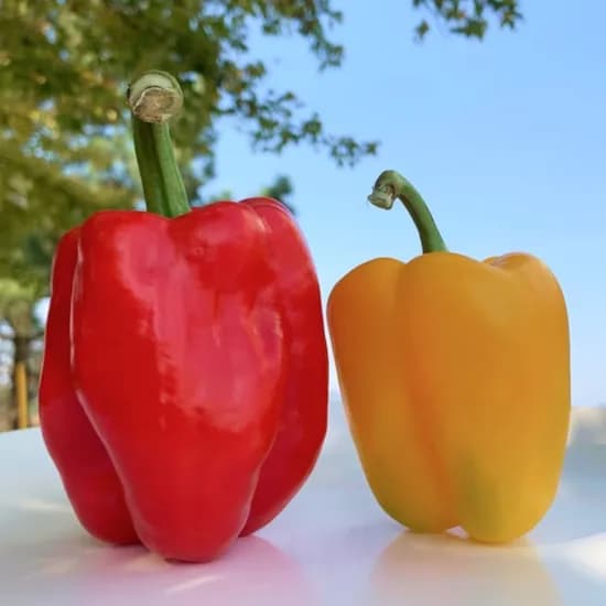 못난이 파프리카 1.3kg 9,660원 무배