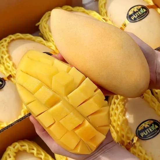 태국 남독마이 골드망고 8-12과 4kg 대과 25,880원