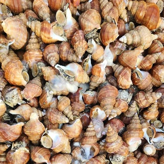 포항 살아있는 활 살고동 고추골뱅이 1kg(50미내외) 7,960원