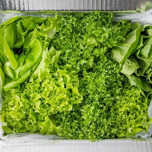 국내산 유러피안 샐러드 채소 모듬 쌈채소 1kg 5,900원