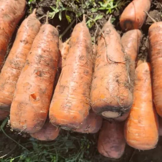 알리코인딜 제주구좌햇당근 2kg 3120원 핫딜일뀨