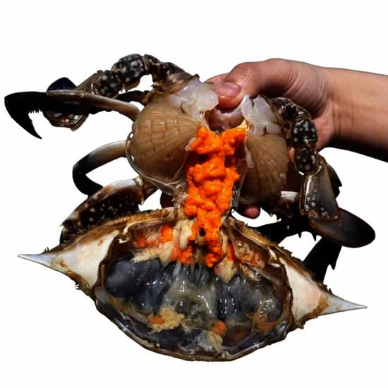 제철 활 암꽃게 1kg 3-6미 24,900원