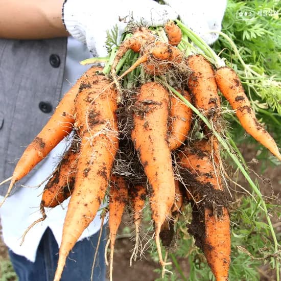 팜머스 구좌당근 중 3kg 6,980원 무배