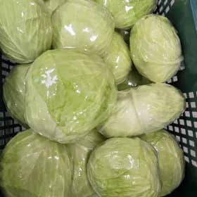 아삭 달달 양배추 5kg 유클가 6,720원 무배