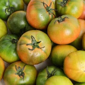 정품인증 부산 대저토마토 2.5kg대과 11,270원(무배)