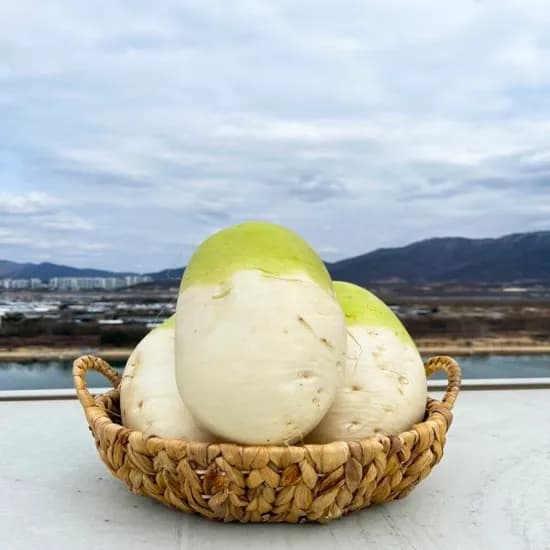 제주 세척 월동무 5kg  4-6통 7,000원