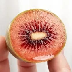 볼빨간 루비레드 봄한정 1.9kg 20510원 무배