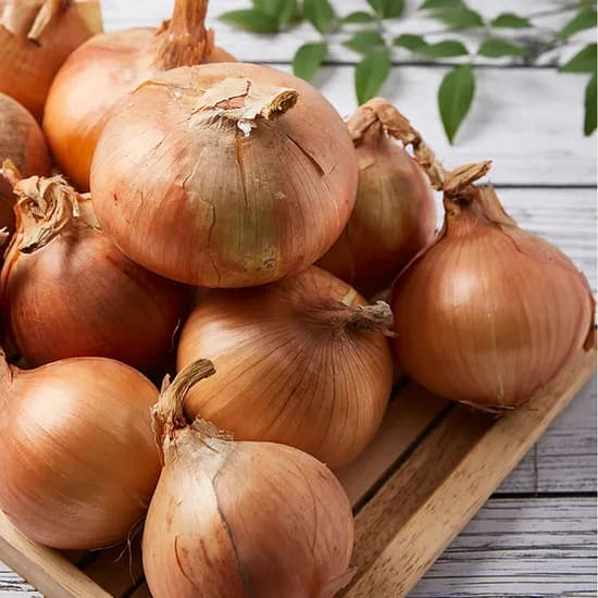 단단하고 품질좋은 익산 만생종 양파 5kg 3,400원