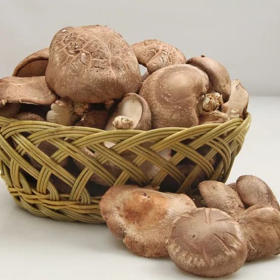 세은영농조합 영동 일라이트 생 표고버섯 500g 가정용