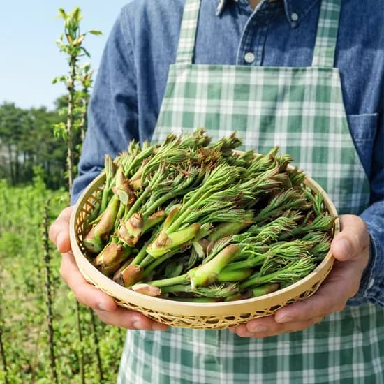 바잘 농산물 땅두릅 500g