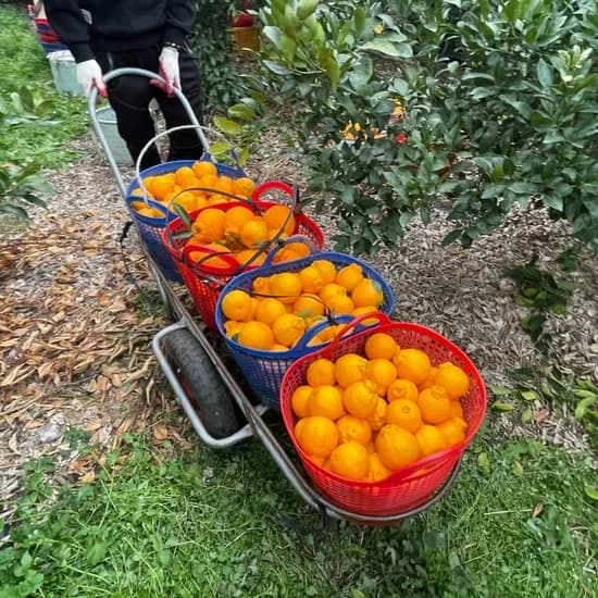 귤스데이 제주도 고당도 한라봉 5kg 27,210원 무배