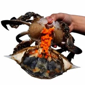 지마켓/국내산 알배기 꽃게 1kg 5-6미 22,540원