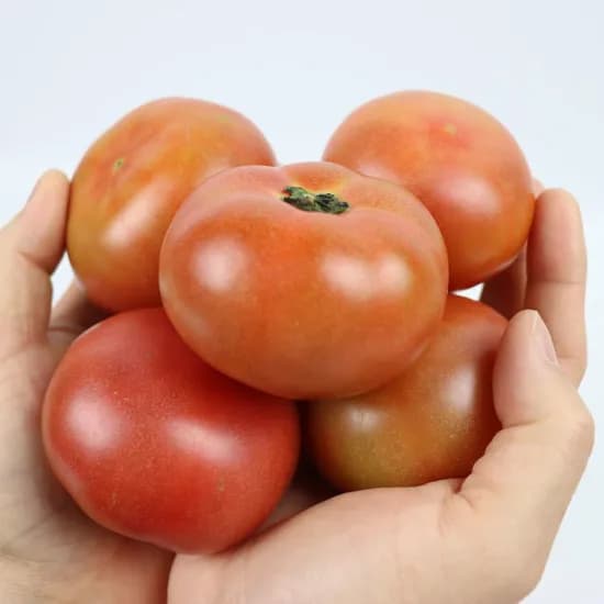 찰토마토 대중소혼합 5kg 16,110원