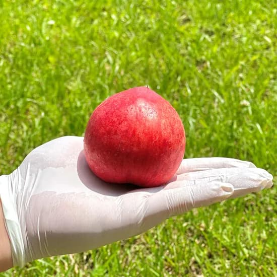 하우스 백도 복숭아 1kg 24,390원 무배 ( 예약구매배송)