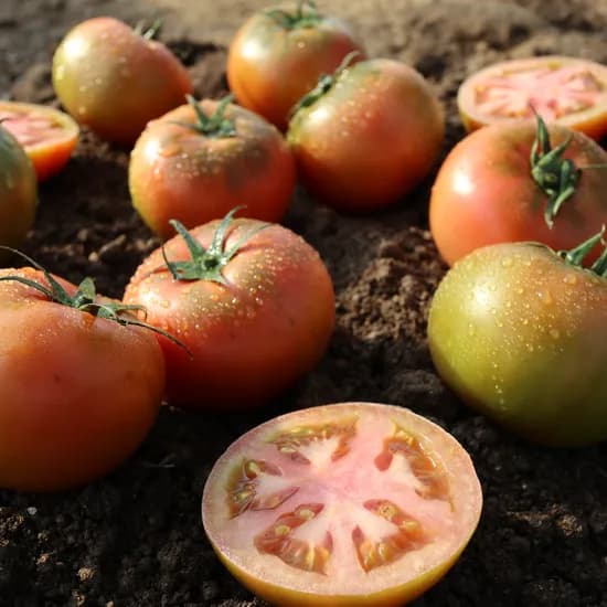 봉이네농장 완숙 찰토마토 5kg 13,400원 무배