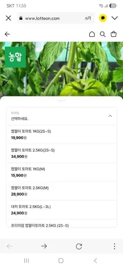 부산 대저 짭짤이 토마토 2.5kg 14,880원 무배