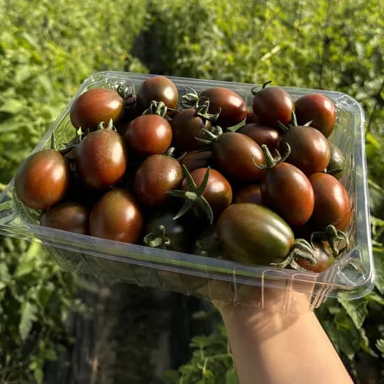 새벽딴 흑대추방울토마토 로얄과 500g 4900원 1kg 8900원