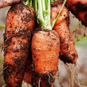 달달한 햇당근 3kg 특상혼합 6,600원