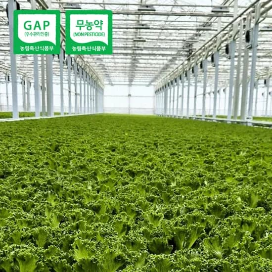 쌈채소 1키로 3972원