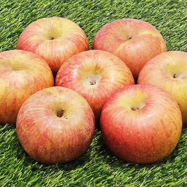 부사사과 실속 못난이 2Kg 중소과 10~13과 8,760원