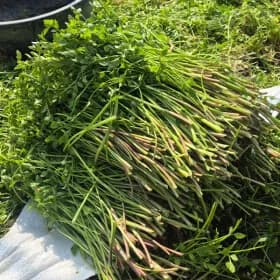 국내산 친환경 미나리 GAP인증 나주 노안 불미나리 1kg 9,270원 / 무배