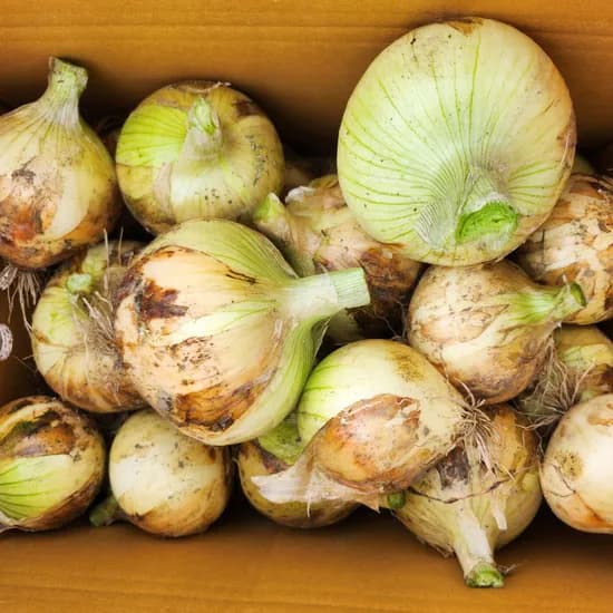 26년 조생종 햇양파 5kg(크기혼입) 5,000원