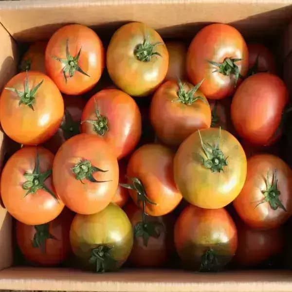 국내산 완숙 찰 토마토 2kg 중소과 6,450원