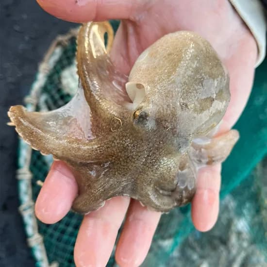 국내산 활 쭈꾸미 1kg 7~15미 내외 1팩 38,900원