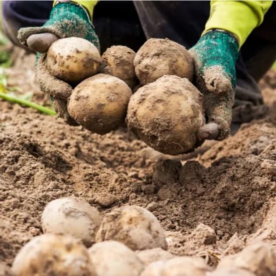 강원도 포슬포슬 감자 3kg 6,440원