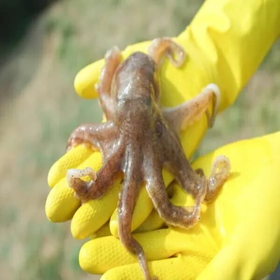 제철 봄 활 주꾸미 1kg (6-12미 내외) 23,600원 무배