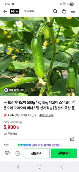 국내산 미니오이 500g 5,900원 / 1kg 8,400원