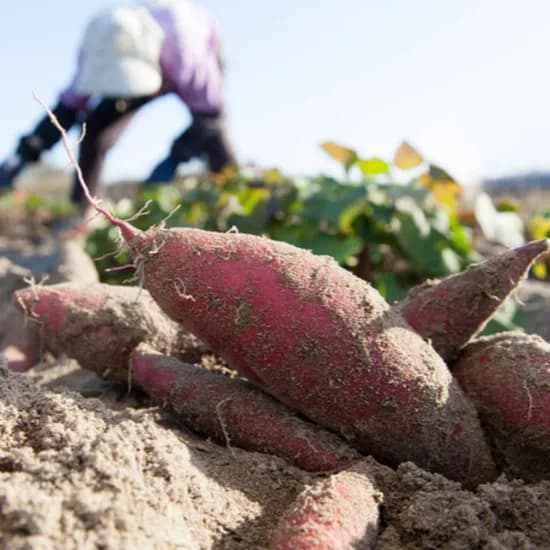 베니하루카 국내산 세척 꿀고구마 3kg 8,290원