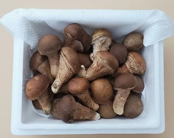 국내산 참송이버섯 가정용 500g 9,030원