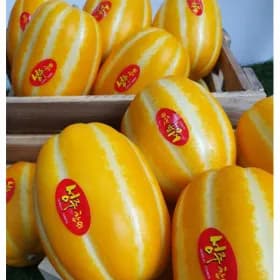 꿀벌 성주참외 가정용 4.5kg 랜덤혼합 19,380원