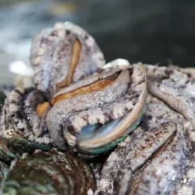 완도 참전복 대왕특대 6-7미 1kg 21,590원