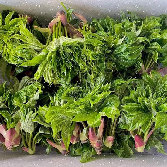 엄나무 순개두릅 제철나물 500g