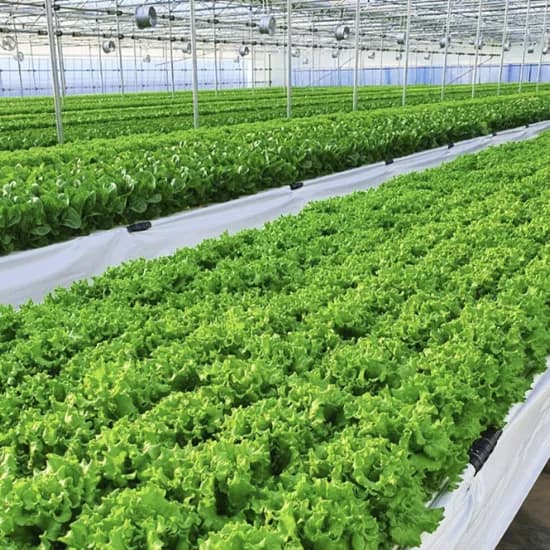 스마트팜 샐러드용 채소 모듬 1kg 5230원