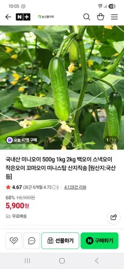 국내산 미니오이 1kg